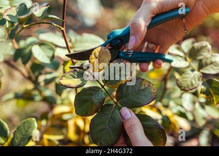 Der Gärtner schneidet Rosenblätter mit dem Vorschnitt ab, um den Busch für den Winter vorzubereiten. Arbeiten Sie im Herbstgarten. Pflege der Pflanzen Stockfoto