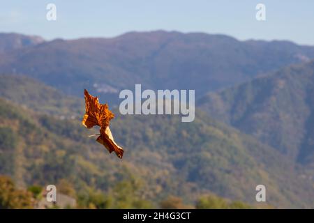 Zwei miteinander verbundene gelbe Herbstahornblätter fliegen vor dem Hintergrund einer Berglandschaft Stockfoto
