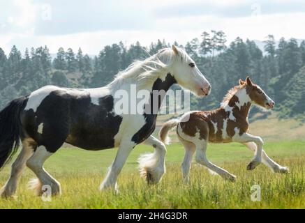 Gypsy Vanner Pferdestute und Fohlen laufen im Profil Stockfoto