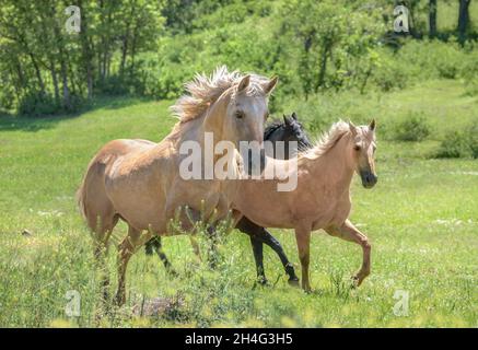 Stuten des Dreiviertelpferdes laufen auf der Alm Stockfoto