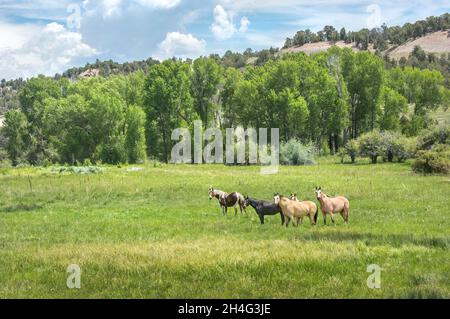 Quarter Horses in Scenic Mountain Alp, Durango, Colorado Stockfoto