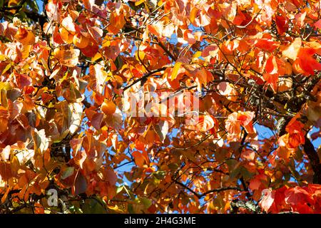 Rote Blätter von Kakimmonbaum auf dem Hintergrund des Himmels im Herbst Stockfoto