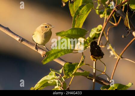 Gewöhnliches Chiffchaff ( Phylloscopus collybita ) der Zweig im Herbst Stockfoto