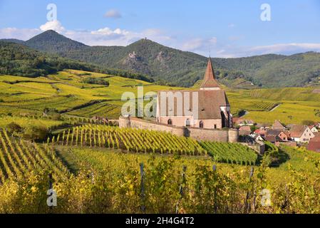 Blick auf die Dorfkirche und die Weinberge von Hunawihr auf der elsässischen Weinstraße im Departement Haut-Rhin, im Hintergrund die Burgruine Stockfoto