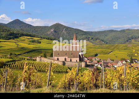 Blick auf die Dorfkirche und die Weinberge von Hunawihr auf der elsässischen Weinstraße im Departement Haut-Rhin, im Hintergrund die Burgruine Stockfoto