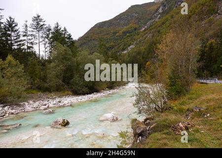 Der Fluss Soca fließt durch ein Tal der Julischen Alpen im Triglav Nationalpark, Slowenien, 11.10.2021. Stockfoto