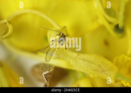 Makroansicht von geflügelten Blattläusen auf gelber Blume, Südaustralien Stockfoto