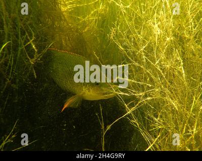 Mosambik Tilapia Peaking aus dichtem Wasserunkraut (Oreochromis mossambicus) Stockfoto