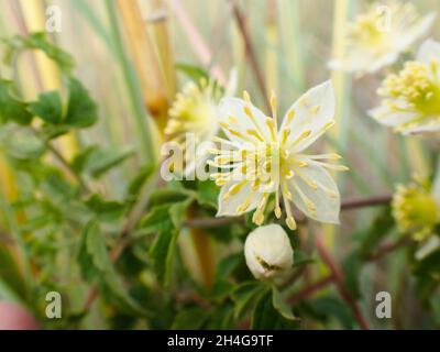 Nahaufnahme der Blumenpflanze „Traveller's Joy“ (Clematis brachiata) Stockfoto