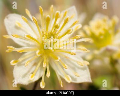 Nahaufnahme des Blumenkopfes „Traveller's Joy“ (Clematis brachiata) Stockfoto