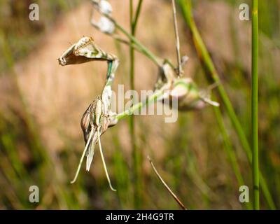 Afrikanische wandernde Geige Mantis Close-Up (Gongylus gongylodes) Stockfoto