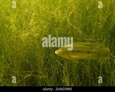 Mosambik Tilapia Fische schwimmen an Wasserunkräutern vorbei (Oreochromis mossambicus) Stockfoto