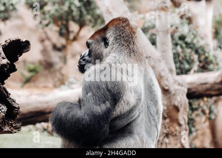 Eine westliche Tiefland-Gorilla mit einem puffigen Ausdruck.der Gorilla schaut mich an. Stockfoto