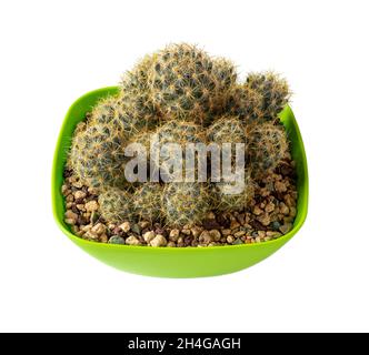 Vergossene texas Nippelkaktus isoliert auf weißem Hintergrund. Kakteen Mammillaria prolifera wachsen in einem quadratischen grünen Plastikblumentopf. Sukkulente für den Innenbereich. Stockfoto