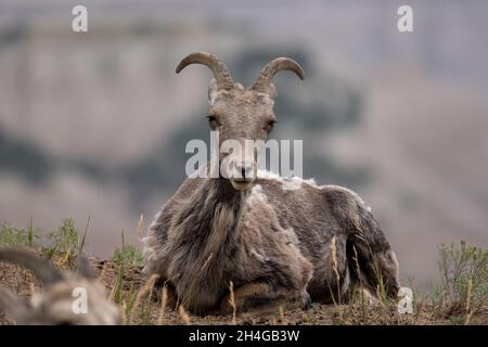 Big Horn Ewe blickt verdächtig auf die Kamera am Berghang in Montana Stockfoto
