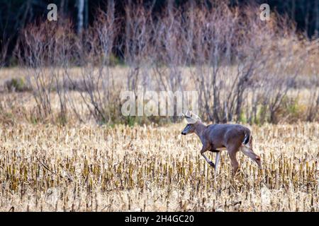 Weißschwanzhirsche (odocoileus virginianus), die Ende Oktober in einem Kornfeld von Wisconsin wandern, horizontal Stockfoto