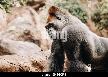 Eine westliche Tiefland-Gorilla mit einem puffigen Ausdruck.der Gorilla schaut mich an. Stockfoto