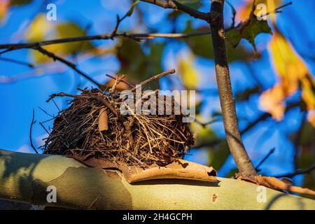 Nahaufnahme eines leeren Vogelnests in Oklahoma Stockfoto