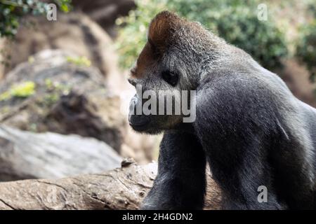 westliche Tieflandgorilla in der Natur.großer Gorilla. Stockfoto