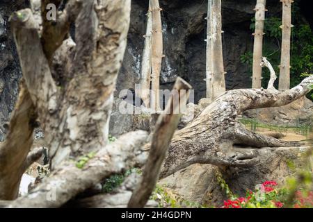 Eine westliche Tiefland-Gorilla mit einem puffigen Ausdruck.der Gorilla schaut mich an. Stockfoto