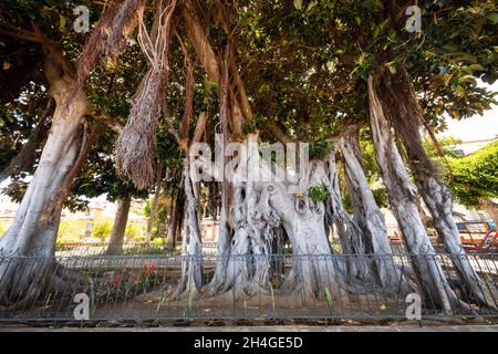 Icod de Los Vinos , Teneriffa, islas Canarias, gran rbol de ficus en el Jard n bot nico. Stockfoto