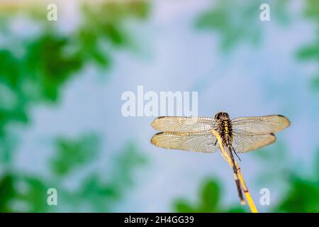 Eine Libelle, die auf einem kleinen Ast mit grünem Laubhintergrund thront, zum Thema Natur und Tierleben Stockfoto