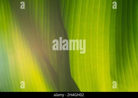 Textur von grünen Blättern einer Bananenpalme. Textur exotischer Blätter. Nahaufnahme. Stockfoto