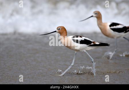 Ein Paar amerikanischer Avocets (Recurvirostra americana), die im Salinas River National Wildlife Refuge in Kalifornien auf der Brandung jagen Stockfoto