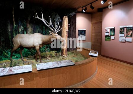 Innenansicht des Besucherzentrums / Wilderness Information Center des Olympic National Park.Port Angeles.Washington.USA Stockfoto