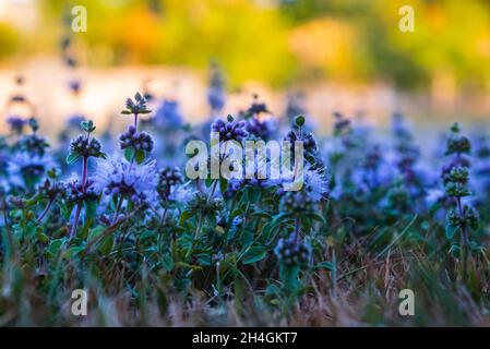 Goldene Wiese gefüllt mit lila Pennyroyal Blumen in späten Nachmittag Licht, verschwommen Bokeh. Selektiver Fokus, Straßenansicht, Konzept-Fotobotanik, Kopie en Stockfoto