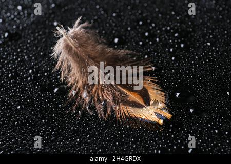 Schöne Faseanfeder mit Wassertropfen auf schwarzem Hintergrund Stockfoto