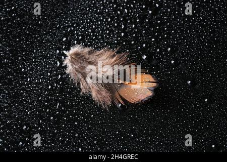 Schöne Faseanfeder mit Wassertropfen auf schwarzem Hintergrund Stockfoto