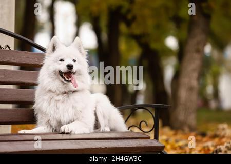 Weißer Samoyed Hund liegt auf der Bank im Herbstpark Stockfoto