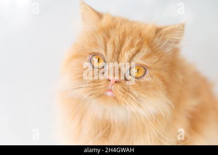 Portrait Persian Langhaar Katze, schöne braune langhaarige und braun-goldene Augen schließen sich dem runden Gesicht an, Augen schauen auf die Kamera, schattiert Stockfoto