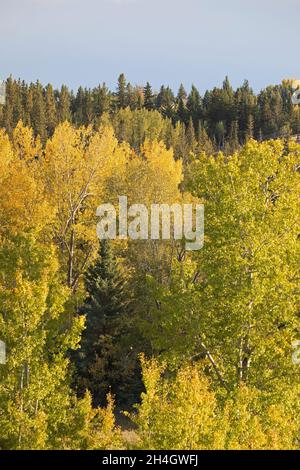 Mischwald in Kanada mit weißer Fichte, zitterndem Aspen und Balsam-Pappeln werden Laubbaumblätter am Ende des Sommers gelb Stockfoto