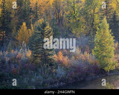 Mischwald mit weißer Fichte, zitterndem Aspen, Balsampappel und Silberbeerbäumen im Herbst Stockfoto
