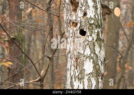 Hohl im Birkenstamm im Herbstwald Stockfoto