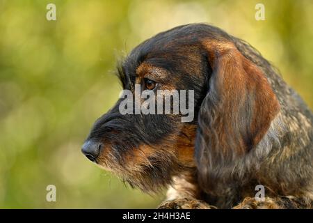 Drahtdachshund (Canis lupus familiaris) Welpe, männlich, 5 Monate, Tierportrait, Baden-Württemberg, Deutschland Stockfoto