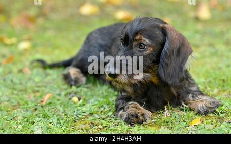 Drahthaar-Dackel (Canis lupus familiaris) Welpe, männlich, 5 Monate, Baden-Württemberg, Deutschland Stockfoto