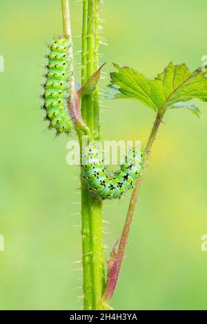 Kleine Kaiserfalter (Saturnia pavonia), zwei Raupen auf der Futterpflanze Himbeere, Schwaz, Tirol, Österreich Stockfoto
