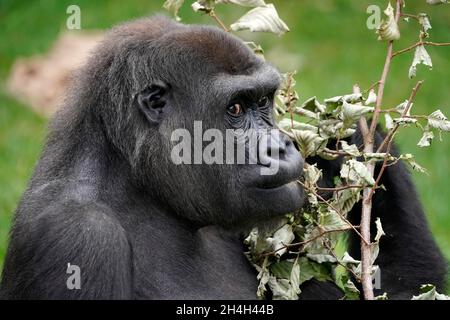 Westlicher Tieflandgorilla (Gorilla Gorilla Gorilla), Tierportrait, gefangen, Deutschland Stockfoto