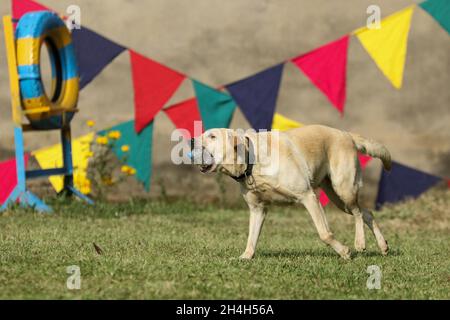 Kathmandu, NE, Nepal. November 2021. Ein Sniffer-Hund demonstriert seine Fähigkeiten anlässlich des Kukur Tihar, einem beliebten Fest, das Hunde verehrt, am 3. November 2021 in einer Kaserne der nepalesischen Armee in Bhaktapur, Nepal. (Bild: © Aryan Dhimal/ZUMA Press Wire) Stockfoto