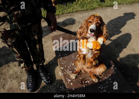 Kathmandu, NE, Nepal. November 2021. Am 3. November 2021 wurde in einer Kaserne der nepalesischen Armee in Bhaktapur, Nepal, ein schnuffeliger Hund anläßlich des Kukur Tihar, einem beliebten Fest, das Hunde anbetet, verehrt. (Bild: © Aryan Dhimal/ZUMA Press Wire) Stockfoto