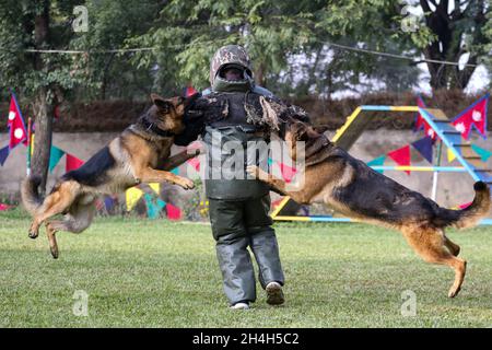 Kathmandu, NE, Nepal. November 2021. Ein Sniffer-Hund demonstriert seine Fähigkeiten anlässlich des Kukur Tihar, einem beliebten Fest, das Hunde verehrt, am 3. November 2021 in einer Kaserne der nepalesischen Armee in Bhaktapur, Nepal. (Bild: © Aryan Dhimal/ZUMA Press Wire) Stockfoto