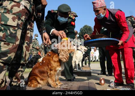 Kathmandu, NE, Nepal. November 2021. Am 3. November 2021 wurde in einer Kaserne der nepalesischen Armee in Bhaktapur, Nepal, ein schnuffeliger Hund anläßlich des Kukur Tihar, einem beliebten Fest, das Hunde anbetet, verehrt. (Bild: © Aryan Dhimal/ZUMA Press Wire) Stockfoto