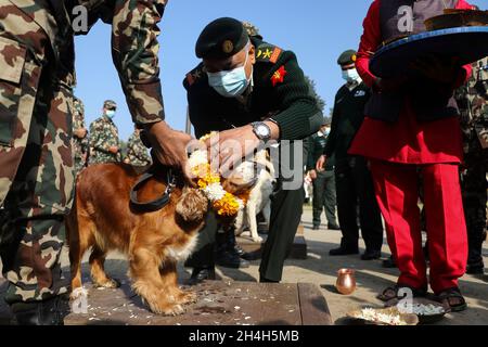 Kathmandu, NE, Nepal. November 2021. Am 3. November 2021 wurde in einer Kaserne der nepalesischen Armee in Bhaktapur, Nepal, ein schnuffeliger Hund anläßlich des Kukur Tihar, einem beliebten Fest, das Hunde anbetet, verehrt. (Bild: © Aryan Dhimal/ZUMA Press Wire) Stockfoto