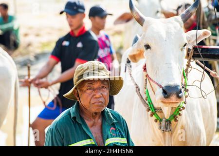 An Giang 21. September 2019. Traditionelles Bullenrennen Festival von kambodschanisch Stockfoto