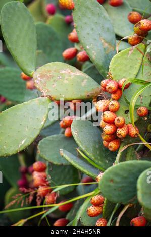 Rote Kaktusfrucht aus Kaktus mit Kaktus aus Kaktus in Italien. Stockfoto