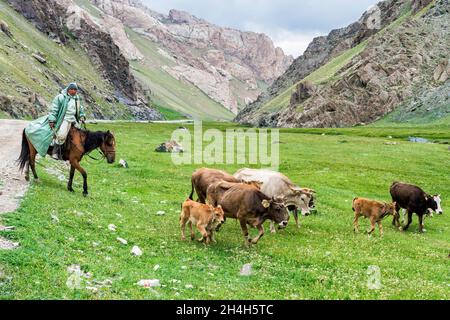 Reiter führt Kühe und Kälber in einem Tal, Provinz Naryn, Kirgisistan Stockfoto