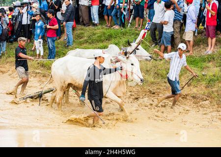 An Giang 21. September 2019. Traditionelles Bullenrennen Festival von kambodschanisch Stockfoto